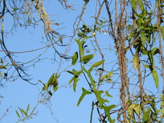 Araujia angustifolia