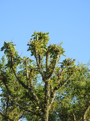 Phytolacca dioica
