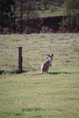 Osphranter robustus erubescens