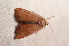 Noctua janthina