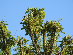 Phytolacca dioica