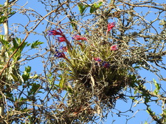 Tillandsia aeranthos