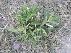 Pterocaulon virgatum