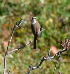 Pterorhinus albogularis