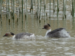 Podiceps occipitalis