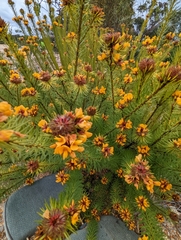 Pultenaea stipularis