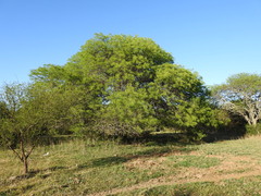 Prosopis alba