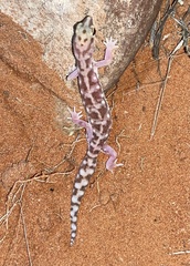 Rhynchoedura eyrensis