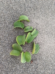 Ipomoea pes-caprae brasiliensis