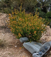 Pultenaea stipularis