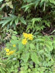 Crepidiastrum denticulatum
