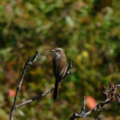 Pterorhinus albogularis