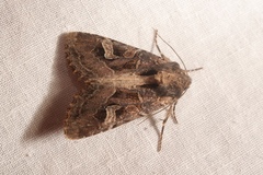 Trigonophora jodea
