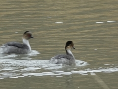 Podiceps occipitalis