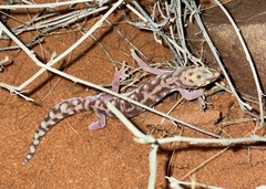Rhynchoedura eyrensis