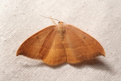 Watsonalla cultraria
