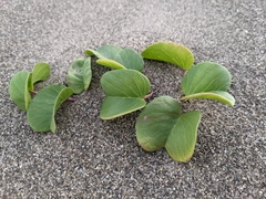 Ipomoea pes-caprae brasiliensis
