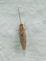 Hemerobiidae