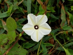 Ipomoea obscura