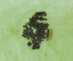 Graphopsocus