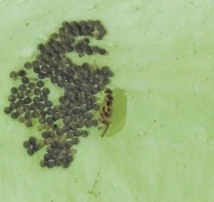 Graphopsocus