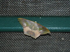 Timandromorpha discolor