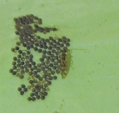 Graphopsocus