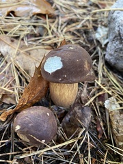 Boletus aereus