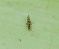 Graphopsocus