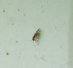 Graphopsocus