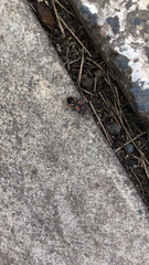 Graptostethus grandis