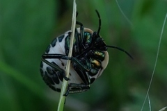 Poecilocoris lewisi