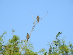 Saltator coerulescens