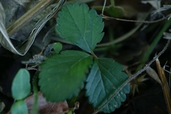 Potentilla hebiichigo