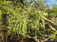 Prosopis alba