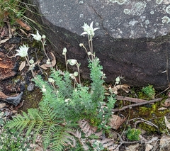 Actinotus helianthi