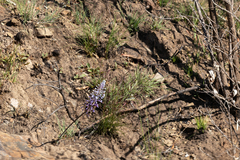 Merwilla plumbea