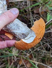 Leccinum versipelle