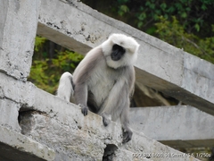 Semnopithecus schistaceus