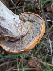 Leccinum versipelle
