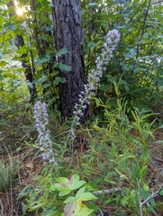 Liatris elegans