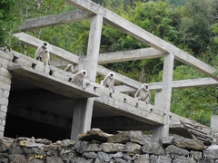 Semnopithecus schistaceus