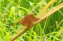 Neurothemis fulvia