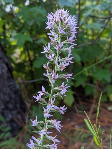 Image of Liatris elegans by (c) Elias, some rights reserved (CC BY)
