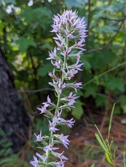 Liatris elegans