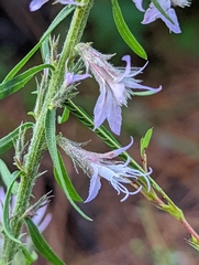 Liatris elegans