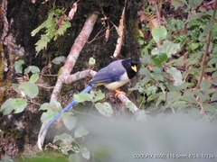 Urocissa flavirostris