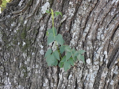 Bignonieae
