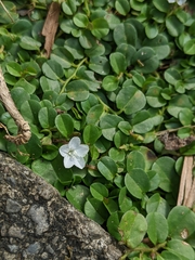 Evolvulus nummularius