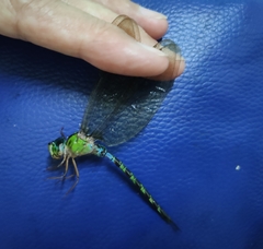 Gynacantha subinterrupta